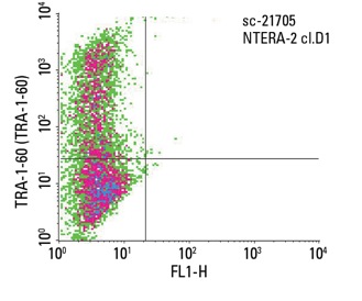 TRA-1-60 (TRA-1-60): sc-21705. Indirect FCM analysis of live NTERA-2 cl.D1 cells stained with TRA-1-60 (TRA-1-60), followed by PE-conjugated goat anti-mouse IgM.