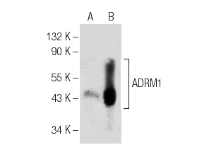 ADRM1 (C-7): sc-376221. Western blot analysis of ADRM1 expression in non-transfected: sc-117752 (A) and mouse ADRM1 transfected: sc-126395 (B) 293T whole cell lysates.