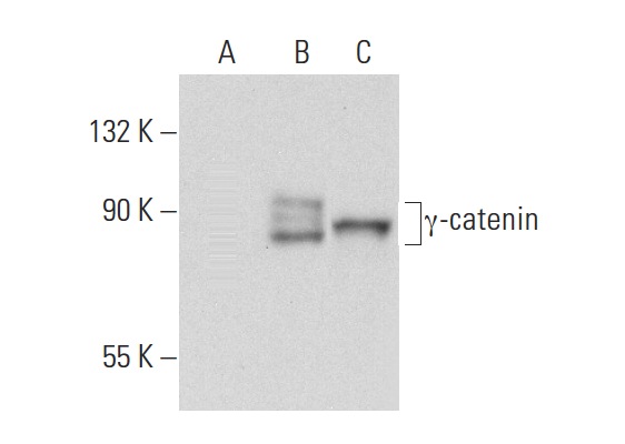 γ-catenin (H-1): sc-8415. Western blot analysis of γ-catenin expression in non-transfected 293T: sc-117752 (A), human γ-catenin transfected 293T: sc-159343 (B) and A-431 (C) whole cell lysates.