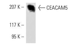 CEACAM5 (CI-P83-1): sc-23928. Western blot analysis of CEACAM5 expression in T84 whole cell lysate.