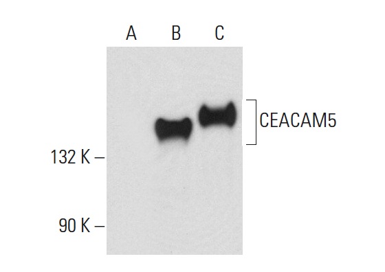 CD66E (CI-P83-1): sc-23928. Western blot analysis of CEA expression in non-transfected 293T: sc-117752 (A), human CEA transfected 293T: sc-170027 (B) and T84 (C) whole cell lysates.