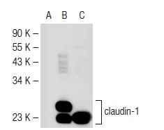 claudin-1 (A-9): sc-166338. Western blot analysis of claudin-1 expression in non-transfected 293T: sc-117752 (A), human claudin-1 transfected 293T: sc-176724 (B) and Hep G2 (C) whole cell lysates.