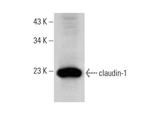 claudin-1 (A-9): sc-166338. Western blot analysis of claudin-1 expression in T24 whole cell lysate.