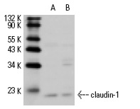 claudin-1 (A-10): sc-22932. Western blot analysis of claudin-1 expression in Hep G2 (A) and ECV304 (B) whole cell lysates.