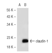 claudin-1 (A-10): sc-22932. Western blot analysis of claudin-1 expression in non-transfected: sc-117752 (A) and human claudin-1 transfected: sc-113827 (B) 293T whole cell lysates.