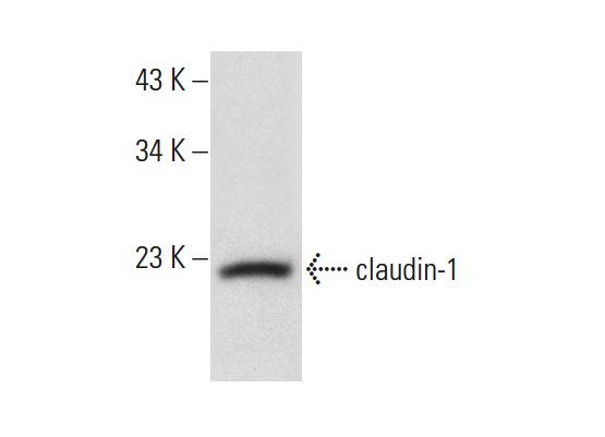 claudin-1 (A-10): sc-22932. Western blot analysis of claudin-1 expression in RT-4 whole cell lysate.
