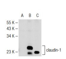claudin-1 (D-4): sc-137121. Western blot analysis of claudin-1 expression in non-transfected 293T: sc-117752 (A), human claudin-1 transfected 293T: sc-176724 (B) and Hep G2 (C) whole cell lysates.