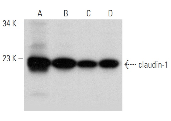 claudin-1 (D-4): sc-137121. Western blot analysis of claudin-1 expression in SCC-4 (A), RT-4 (B), Hep G2 (C) and T24 (D) whole cell lysates.