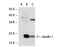 claudin-1 (C-18): sc-17658. Western blot analysis of claudin-1 expression in non-transfected 293T: sc-117752 (A), human claudin-1 transfected 293T: sc-113827 (B) and SCC-4 (C) whole cell lysates.