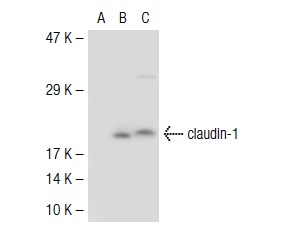 claudin-1 (C-18): sc-17658. Western blot analysis of claudin-1 expression in non-transfected 293T: sc-117752 (A), mouse claudin-1 transfected 293T: sc-119280 (B) and Hep G2 (C) whole cell lysates.