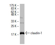 claudin-1 (XX7): sc-81796. Western blot analysis of claudin-1 expression in PRC/PRF/5 whole cell lysate.