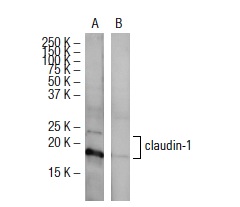 claudin-1 (XX7): sc-81796 Western blot analysis of claudin-1 expression in human claudin-1 transfected (A) and non-transfected (B) 293T whole cell lysates.