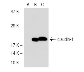 claudin-1 (XX7): sc-81796. Western blot analysis of claudin-1 expression in non-transfected 293T: sc-117752 (A), mouse claudin-1 transfected 293T: sc-119280 (B) and Hep G2 (C) whole cell lysates.