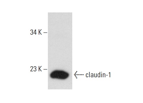 claudin-1 (XX7): sc-81796. Western blot analysis of claudin-1 expression in ECV304 whole cell lysate.