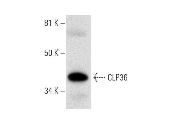 CLP36 (B-9): sc-393084. Western blot analysis of CLP36 expression in human heart tissue extract.
