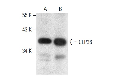 CLP36 (B-9): sc-393084. Western blot analysis of CLP36 expression in HeLa whole cell lysate (A) and human heart tissue extract (B).