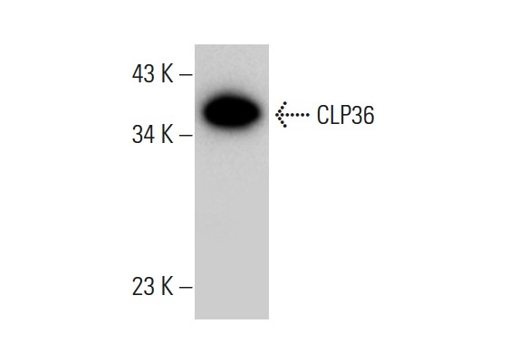 CLP36 (B-9): sc-393084. Western blot analysis of CLP36 expression in L6 whole cell lysate.