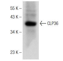 CLP36 (H-11): sc-374077. Western blot analysis of CLP36 expression in Jurkat whole cell lysate.