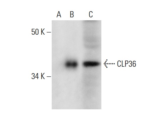 CLP36 (H-11): sc-374077. Western blot analysis of CLP36 expression in non-transfected 293T: sc-117752 (A), mouse CLP36 transfected 293T: sc-119315 (B) and NIH/3T3 (C) whole cell lysates.