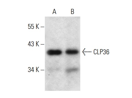 CLP36 (H-11): sc-374077. Western blot analysis of CLP36 expression in HeLa whole cell lysate (A) and human heart tissue extract (B).
