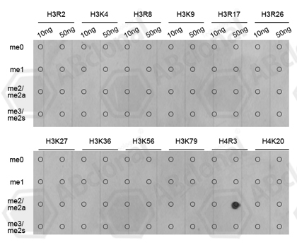 Dot-blot analysis of all sorts of methylation peptides using H4R3me2a antibody.