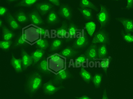 Immunofluorescence analysis of A549 cell using POLR2D antibody.