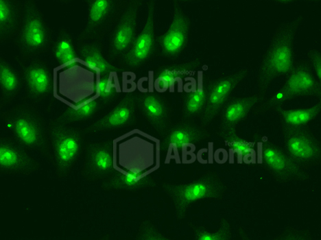 Immunofluorescence analysis of A549 cell using POLR2D antibody.