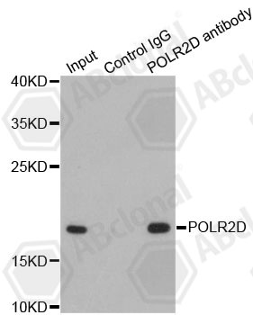 Immunoprecipitation analysis of 200ug extracts of HepG2 cells using 1ug POLR2D antibody (A1859). Western blot was performed from the immunoprecipitate using POLR2D antibody (A1859) at a dilition of 1:1000.
