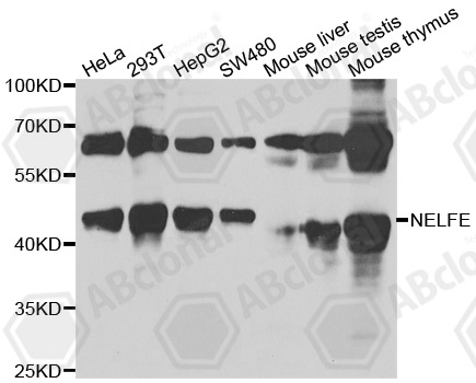 Western blot analysis of extracts of various cell lines, using NELFE antibody.