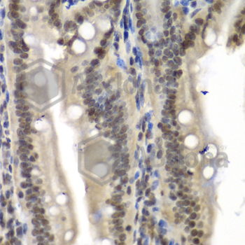 Immunohistochemistry of paraffin-embedded mouse Intestine using NELFE antibody at dilution of 1:100 (x40 lens).