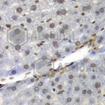 Immunohistochemistry of paraffin-embedded mouse liver using NELFE antibody at dilution of 1:100 (x40 lens).