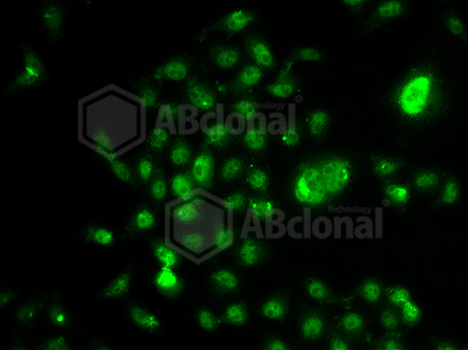 Immunofluorescence analysis of U20S cell using NELFE antibody.