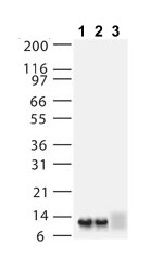 All lanes : Anti-ASC2 antibody (ab47092) at 1/2000 dilutionLane 1 : HEK-293 cells transiently transfected with plasmid encoding ASC2Lane 2 : HEK-293 cells transiently transfected with plasmid encoding POP1Lane 3 : HEK-293 cells transiently transfected with a negative control plasmid