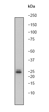 Anti-14-3-3 antibody [E58] (ab32377) at 1/1000 dilution + Hela cell lysate.