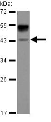 Anti-Asialoglycoprotein Receptor 1 antibody (ab127896) at 1/3000 dilution + HepG2 whole cell lysate at 30 µgdeveloped using the ECL technique