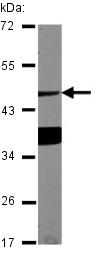 Anti-Asialoglycoprotein Receptor 1 antibody (ab127896) at 1/1000 dilution + Mouse NIH 3T3 whole cell lysate at 30 µgdeveloped using the ECL technique