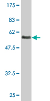 Anti-Asialoglycoprotein Receptor 2 antibody (ab77032) at 5 µg/ml + immunogen (GST-tagged full length protein) at 0.2 µgSecondaryGoat Anti-Mouse IgG (H&L) HRP-conjugated at 1/5000 dilution