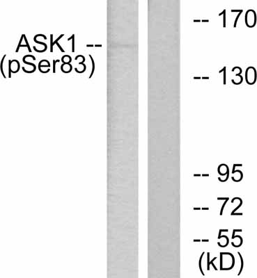 All lanes : Anti-ASK1 (phospho S83) antibody (ab47304)Lane 1 : TNF alpha stimulated K562 cellsLane 2 : K562 cells