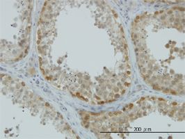 ASNA1 antibody (ab54843) used in immunohistochemistry at 5ug/ml on formalin fixed and paraffin embedded human testis.