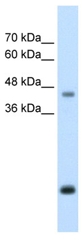 Anti-Asporin antibody (ab58741) at 2.5 µg/ml + HepG2 cell lysate at 10 µg with skim milk in PBS buffer at 5 %SecondaryHRP conjugated anti-Rabbit IgG at 1: 50,000 - 100,000