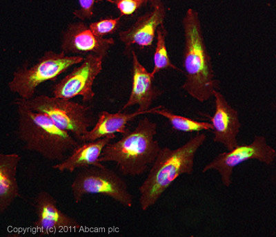 ICC/IF image of ab58741 stained HeLa cells. The cells were 100% methanol fixed (5 min) and then incubated in 1%BSA / 10% normal goat serum / 0.3M glycine in 0.1% PBS-Tween for 1h to permeabilise the cells and block non-specific protein-protein interactions. The cells were then incubated with the antibody (ab58741, 5µg/ml) overnight at +4°C. The secondary antibody (green) was ab96899, DyLight® 488 goat anti-rabbit IgG (H+L) used at a 1/250 dilution for 1h.Alexa Fluor® 594 WGA was used to label plasma membranes (red) at a 1/200 dilution for 1h. DAPI was used to stain the cell nuclei (blue) at a concentration of 1.43µM.