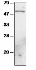 Anti-AT4G02630 antibody (ab65569) at 1/1000 dilution + Arabidopsis chloroplast proteinsdeveloped using the ECL technique