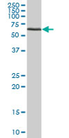 Anti-ATAD3B antibody (ab68064) at 1/500 dilution + Human colon tissue lysate at 25 µgSecondaryGoat anti-mouse IgG (H&L)-HRP conjugated at 1/2500 dilution