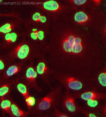 ICC/IF image of ab50546 stained human HeLa cells. The cells were 4% PFA fixed (10 min), permabilised in 0.1% PBS-Tween (20 min) and incubated with the antibody (ab50546, 1µg/ml) for 1h at room temperature. 1%BSA / 10% normal goat serum / 0.3M glycine was used to block non-specific protein-protein interactions. The secondary antibody (green) was Alexa Fluor® 488 goat anti-mouse IgG (H+L) used at a 1/1000 dilution for 1h. Alexa Fluor® 594 WGA was used to label plasma membranes (red). DAPI was used to stain the cell nuclei (blue).  This antibody also gave a positive IF result in HEK 293 cells.