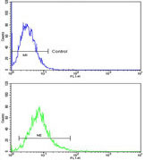 Flow Cytometric analysis of K562 cells labelling ATF6 with ab135707 at 1/10 dilution (bottom histogram) compared to a negative control cell (top histogram). FITC-conjugated goat-anti-rabbit secondary antibodies were used for the analysis.