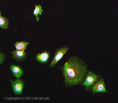 ab116215 stained MCF-7 cells. The cells were 4% formaldehyde fixed (10 min) and then incubated in 1%BSA / 10% normal goat serum / 0.3M glycine in 0.1% PBS-Tween for 1h to permeabilise the cells and block non-specific protein-protein interactions. The cells were then incubated with the antibody ab116215 at 5µg/ml overnight at +4°C. The secondary antibody (green) was DyLight® 488 goat anti- rabbit (ab96899) IgG (H+L) used at a 1/1000 dilution for 1h. Alexa Fluor® 594 WGA was used to label plasma membranes (red) at a 1/200 dilution for 1h. DAPI was used to stain the cell nuclei (blue) at a concentration of 1.43µM.