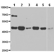 All lanes : Anti-ATG4A antibody (ab187508) at 1/500 dilutionLane 1 : HepG2 extractLane 2 : Jurkat extractLane 3 : 22RV-1extractLane 4 : K562 extractLane 5 : BT474 extractLane 6 : Mouse skeletal muscle extract
