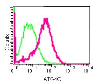 Flow cytometric analysis of 2% paraformaldehyde-fixed 293 cells labeling ATG4C with ab183516 at 1/100 dilution (green). Goat anti-rabbit IgG (FITC) at 1/150 dilution was used as the secondary antibody. Rabbit monoclonal IgG was used as the isotype control (red).