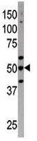 Anti-ATG4C antibody - N-terminal (ab173796) at 1/100 dilution + Mouse liver tissue lysate at 12.5 µg