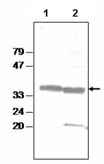 All lanes : Anti-ATLFNR1 antibody (ab65403) at 1/3000 dilutionLane 1 : Arabidopsis chloroplast proteinsLane 2 : spinach chloroplast proteinsdeveloped using the ECL technique